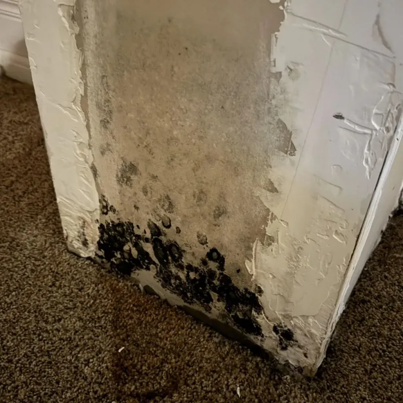 Professional Mold Removal in Lewis County, TN